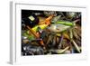 Fishing Lures for Predator-null-Framed Art Print