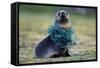 Fishing Net Caught around Fur Seal's Neck-Paul Souders-Framed Stretched Canvas