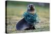 Fishing Net Caught around Fur Seal's Neck-Paul Souders-Stretched Canvas