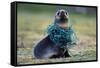 Fishing Net Caught around Fur Seal's Neck-Paul Souders-Framed Stretched Canvas