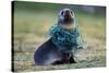 Fishing Net Caught around Fur Seal's Neck-Paul Souders-Stretched Canvas