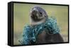 Fishing Net Caught around Fur Seal's Neck-Paul Souders-Framed Stretched Canvas