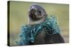 Fishing Net Caught around Fur Seal's Neck-Paul Souders-Stretched Canvas