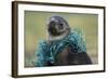 Fishing Net Caught around Fur Seal's Neck-Paul Souders-Framed Photographic Print