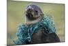 Fishing Net Caught around Fur Seal's Neck-Paul Souders-Mounted Photographic Print