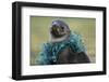 Fishing Net Caught around Fur Seal's Neck-Paul Souders-Framed Photographic Print