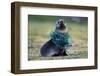 Fishing Net Caught around Fur Seal's Neck-Paul Souders-Framed Photographic Print