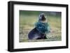 Fishing Net Caught around Fur Seal's Neck-Paul Souders-Framed Photographic Print