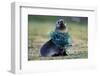 Fishing Net Caught around Fur Seal's Neck-Paul Souders-Framed Photographic Print