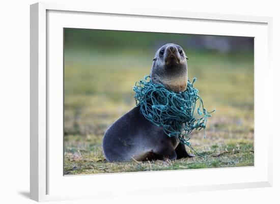 Fishing Net Caught around Fur Seal's Neck-Paul Souders-Framed Photographic Print