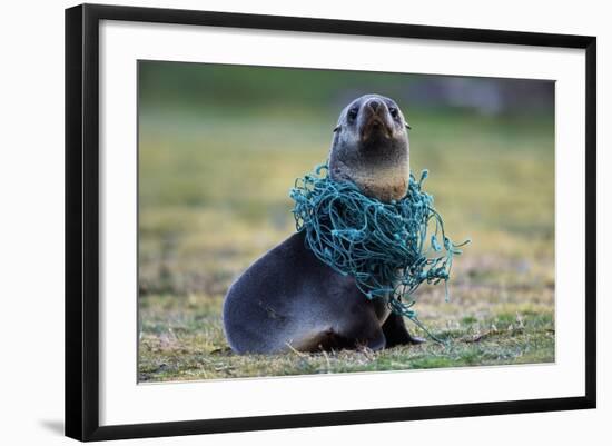 Fishing Net Caught around Fur Seal's Neck-Paul Souders-Framed Photographic Print