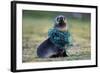 Fishing Net Caught around Fur Seal's Neck-Paul Souders-Framed Photographic Print