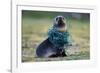 Fishing Net Caught around Fur Seal's Neck-Paul Souders-Framed Photographic Print