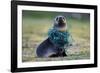 Fishing Net Caught around Fur Seal's Neck-Paul Souders-Framed Photographic Print