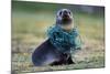 Fishing Net Caught around Fur Seal's Neck-Paul Souders-Mounted Photographic Print