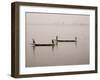 Fishing on the River Niger, Niger Inland Delta, Segou Region, Mali, West Africa, Africa-Gavin Hellier-Framed Photographic Print