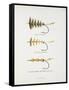 Fishing Tackle: Plain Hackle, Jointed Hackle, Indian Crow-Jointed Hackle-Fraser Sandeman-Framed Stretched Canvas