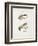 Fishing Tackle-Fraser Sandeman-Framed Giclee Print