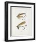 Fishing Tackle-Fraser Sandeman-Framed Giclee Print