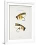 Fishing Tackle-Fraser Sandeman-Framed Giclee Print