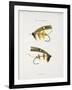 Fishing Tackle-Fraser Sandeman-Framed Giclee Print