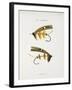 Fishing Tackle-Fraser Sandeman-Framed Giclee Print