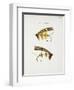 Fishing Tackle-Fraser Sandeman-Framed Giclee Print