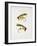 Fishing Tackle-Fraser Sandeman-Framed Giclee Print