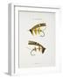 Fishing Tackle-Fraser Sandeman-Framed Giclee Print