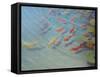Fishpond-Lincoln Seligman-Framed Stretched Canvas