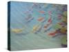Fishpond-Lincoln Seligman-Stretched Canvas