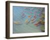 Fishpond-Lincoln Seligman-Framed Giclee Print