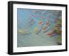 Fishpond-Lincoln Seligman-Framed Giclee Print