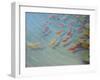 Fishpond-Lincoln Seligman-Framed Giclee Print