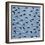 Fishtales 41-David Sheskin-Framed Giclee Print