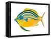 Fishy III-Julie DeRice-Framed Stretched Canvas