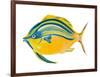 Fishy III-Julie DeRice-Framed Art Print