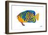 Fishy IV-Julie DeRice-Framed Premium Giclee Print