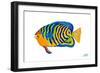 Fishy IV-Julie DeRice-Framed Premium Giclee Print