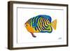 Fishy IV-Julie DeRice-Framed Art Print