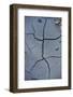 Fissures in the muddy bottom, early summer, close-up-David & Micha Sheldon-Framed Photographic Print