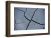 Fissures in the muddy bottom, early summer, close-up-David & Micha Sheldon-Framed Photographic Print