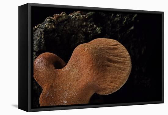 Fistulina Hepatica (Beefsteak Fungus, Beefsteak Polypore, Ox Tongue)-Paul Starosta-Framed Stretched Canvas