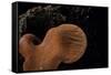 Fistulina Hepatica (Beefsteak Fungus, Beefsteak Polypore, Ox Tongue)-Paul Starosta-Framed Stretched Canvas