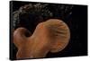 Fistulina Hepatica (Beefsteak Fungus, Beefsteak Polypore, Ox Tongue)-Paul Starosta-Framed Stretched Canvas