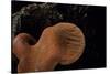 Fistulina Hepatica (Beefsteak Fungus, Beefsteak Polypore, Ox Tongue)-Paul Starosta-Stretched Canvas