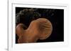 Fistulina Hepatica (Beefsteak Fungus, Beefsteak Polypore, Ox Tongue)-Paul Starosta-Framed Photographic Print