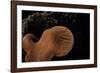 Fistulina Hepatica (Beefsteak Fungus, Beefsteak Polypore, Ox Tongue)-Paul Starosta-Framed Photographic Print