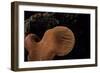 Fistulina Hepatica (Beefsteak Fungus, Beefsteak Polypore, Ox Tongue)-Paul Starosta-Framed Photographic Print