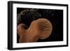 Fistulina Hepatica (Beefsteak Fungus, Beefsteak Polypore, Ox Tongue)-Paul Starosta-Framed Photographic Print